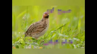 batair awaz raat kliye,quail for hunting