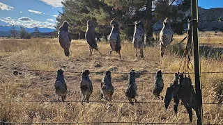 California Dove Season (Second Part), Limited Out on Valley Quail! Mixed bag with Mourning Dove!