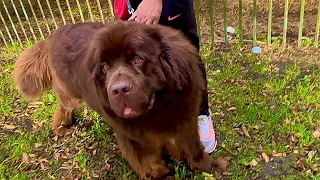 Met Newfoundland Dog in the Nearby Park