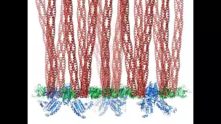 Molecular Dynamics Simulations of Bacterial Chemosensory Array