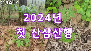 2024년 첫 산삼산행 산야초TV 산야초산행