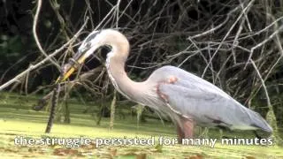 Great Blue Heron & water snake