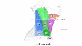 Imaging of Lymphatic system II    DRE 2   Dr  Mamdouh Mahfouz