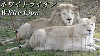 【神の使い】ホワイトライオンの生態〜アルビノ？白変種？白色の百獣の王〜（White lion）