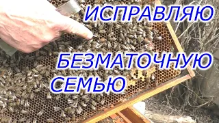 Исправление безматочной семьи весной