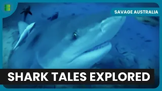 Terrifying Shark Encounters - Savage Australia - S01 EP01 - Nature Documentary