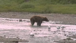 Мишки ловят лосось