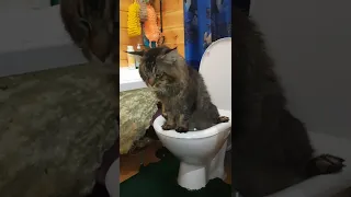 🐱  Харизматичный кот на унитазе