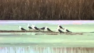 Larus cachinnans.flv