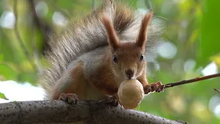 Копия показала, где прячет орехи / Copy showed where he hides the nuts