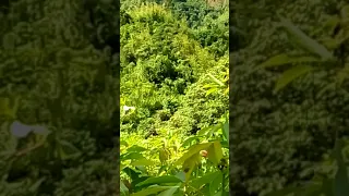 The Center of Fiji Island. Savusavu settlement at the highland of Naitasiri.