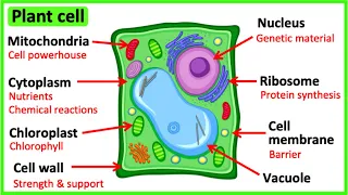 Learn all about plant cells in 2 MINUTES 🌱  | Easy science video