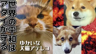 【犬猫アテレコ】地球はアタイがまもる