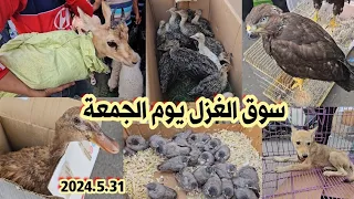 سوق الغزل لبيع وشراء الحيوانات والطيور في بغداد لهذا اليوم 2024/5/31