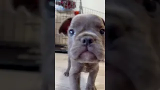 Французский бульдог голубой окрас девочка продажа Екатеринбург #puppy #cute #frenchbulldog