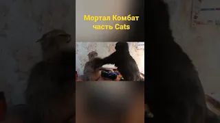 Мортал Комбат по-кошачьи