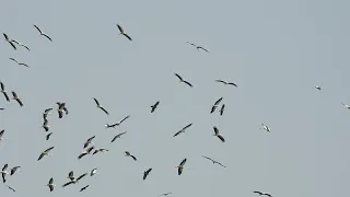 Bird Migration in the Straits