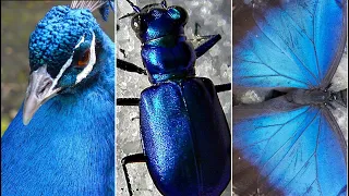 Why Blue is So Rare in Nature?