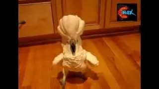 Самый смешной попугай    Funny parrot Funny Videos