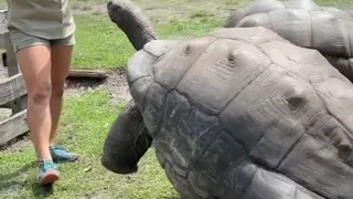 OMG 😱😱😱104 years old tortoise video's#tortoise