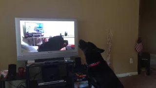 German Shepard howling with Rottweiler howling with German Shepherd howling w/ wolves from Zootopia