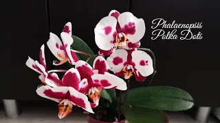 Орхидея Phalaenopsis Polka Dots