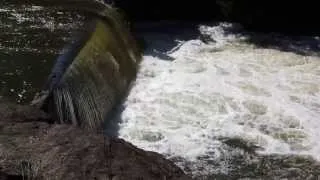 Salmon Swimming Up Tumwater Falls