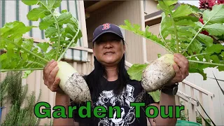 Introduction | Hawaii Garden Tour | Harvesting Korean Mu Radish