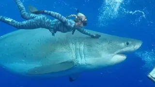 Diver Swims With Record Breaking 20 Foot Great White Shark | Worlds Biggest