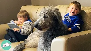 Giant Wolfhound Is In Love With Human Brothers | Cuddle Dogs