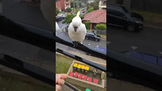 world record! flash hand feeding 12 cockatoos in 50 seconds. Sydney