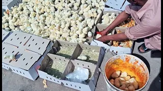 Village Man COLOURING THE NEW BORN BABY CHICKS _ Color chicks