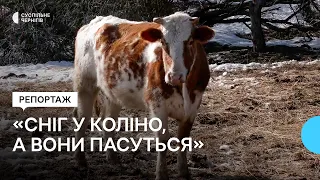 20 років корови вільно ходять селом на Новгород-Сіверщині: що кажуть господарі