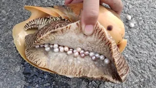 Pearl, pearl in a huge shell, more than 20