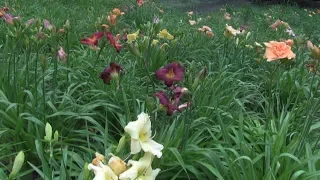 Homegrown | Growing Daylilies