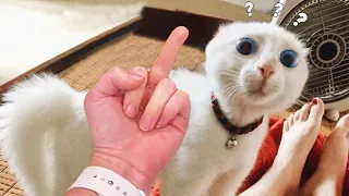 Funny Cats and Dogs That Will Absolutely Brighten Up Your Day 🤣 | Chris Pets