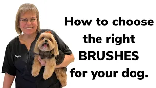 HOW to BRUSH your DOG  & HOW to CHOOSE the right BRUSHES by coat types. What’s in my toolbox