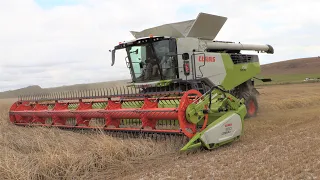 The New Claas Trion 750 + Convio 930 Header Harvesting Rye