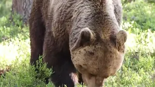 scary bear roar