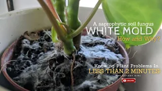 Knowing Plant Problems In Less Than 2 Minutes - White Molds / Soil Fungus