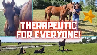 It really works therapeutically! | Friesian Horses