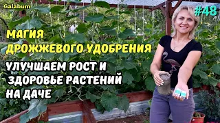 Дрожжи на даче: как удобрить растения и получить богатый урожай. @galabum