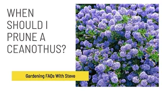 When should I prune a Ceanothus? | Gardening for Beginners