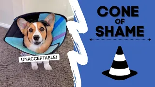 Talking Corgi has to wear the Cone of Shame! #shorts