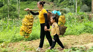 Picking melons in the fields with my daughter, Banana shoots go to the market to sell