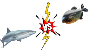 Aquarium Shark vs Piranha