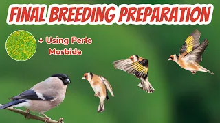 The FINAL Breeding Preparation for Finches & Canaries