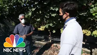 California’s Latino Farm Workers Hit Disproportionately Hard By COVID-19 | NBC News NOW