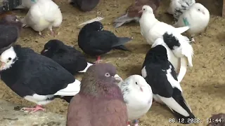 #Pigeons.И за чего умирают пискуны во время морозов.