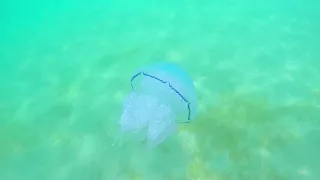 Снорклинг в черном море. Скат хвостокол, медуза корнерот, крабы. Snorkeling in the Black Sea.